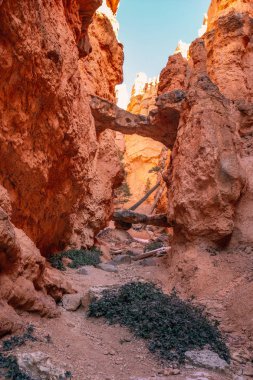 ABD ulusal parkları