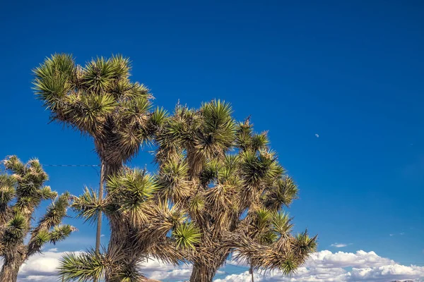 Nationalpark der USA — Stockfoto