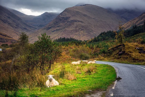 Schotse highland cow — Stockfoto