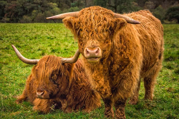 Scottish Highland Cow — Stock Photo, Image