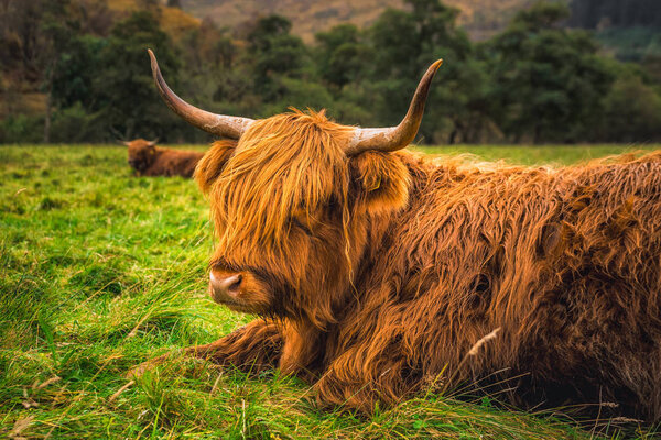 Scottish Highland Cow