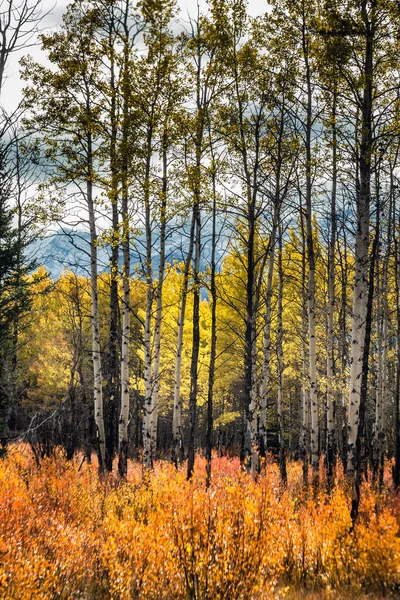 Banff National Park — Stock Photo, Image