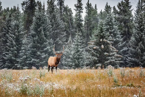 Parque Nacional do Banff — Fotografia de Stock