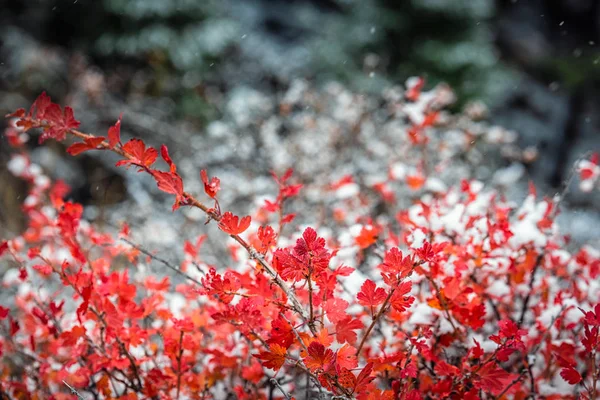 Εθνικό Πάρκο Banff — Φωτογραφία Αρχείου