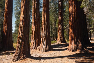 Yosemite Ulusal Parkı