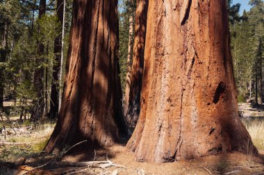 Yosemite Ulusal Parkı