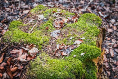 Bavyera kış günü