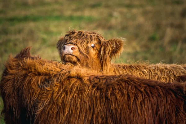 Scottish Highland Cow — Stock Photo, Image