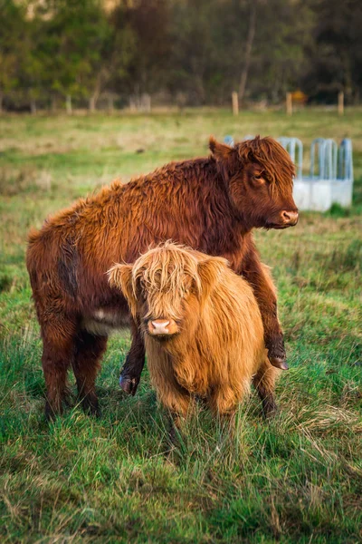 Scottish Highland Cow — Stock Photo, Image