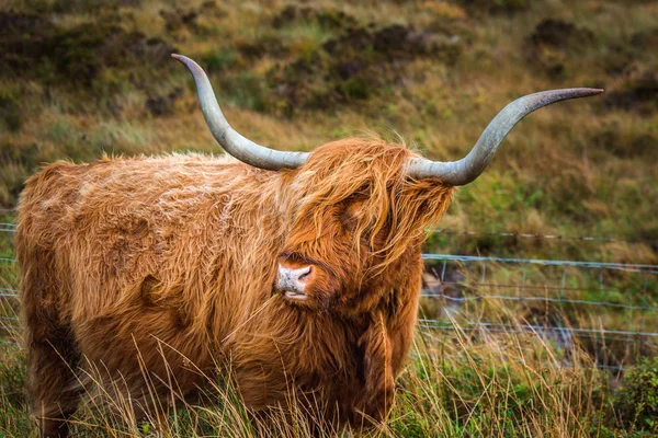 Vaca de montaña escocesa —  Fotos de Stock