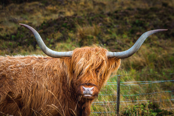 Scottish Highland Cow