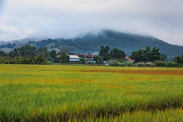 Fältet i Thailand — Stockfoto