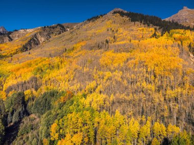 Aspen ağacı yaprakları