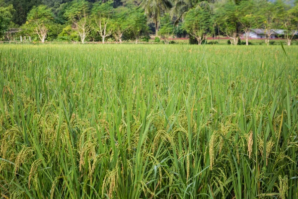 Thailand resa oktober — Stockfoto