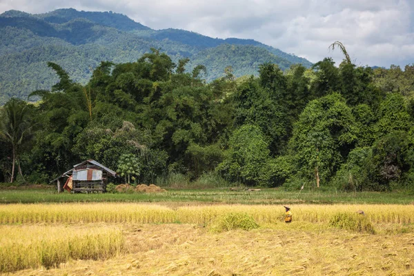 タイ旅行 10 月 — ストック写真