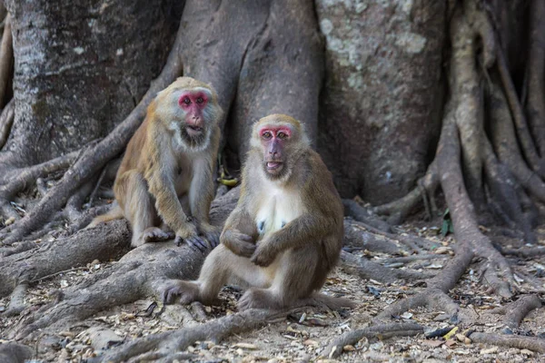 Thailand-Reise im Oktober — Stockfoto