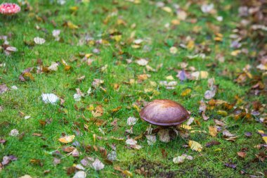İskoçya yağmurlu gün