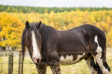 İskoçya yağmurlu gün