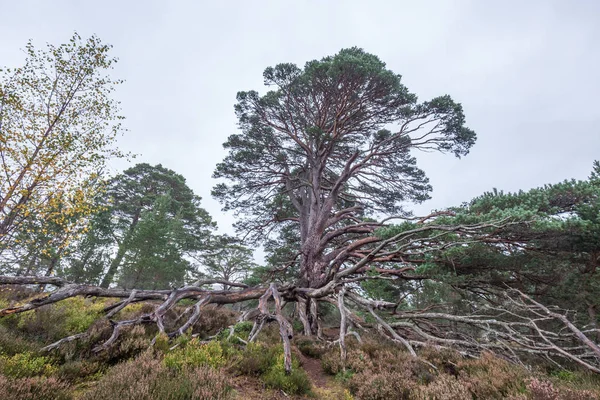 Ecosse jour de pluie — Photo