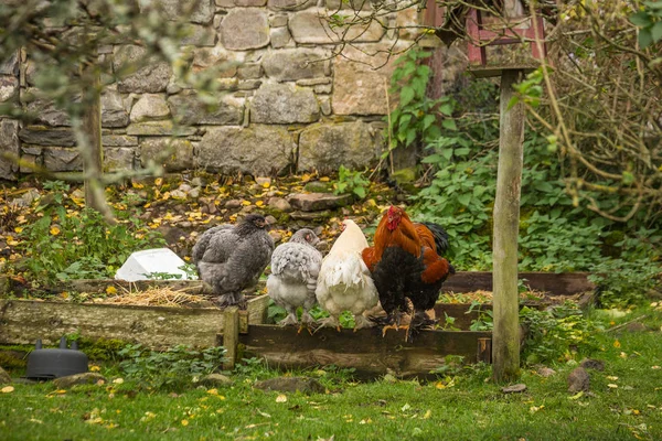 Scotland rainy day — Stock Photo, Image