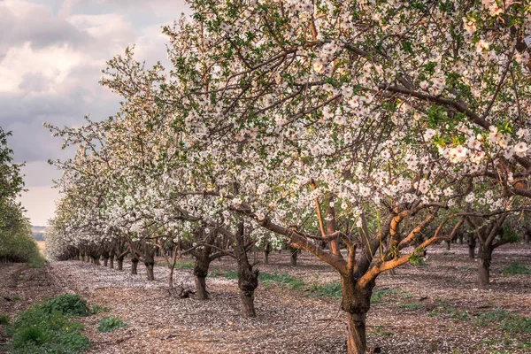 Spring in Jerusalem — Stock Photo, Image