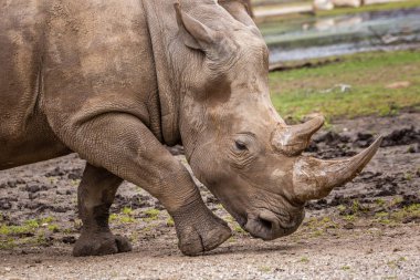 Vahşi Afrika hayvanları