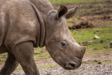 Vahşi Afrika hayvanları