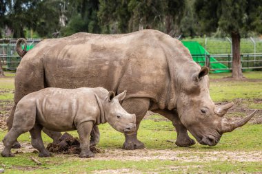 Vahşi Afrika hayvanları