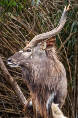 Vahşi Afrika hayvanları