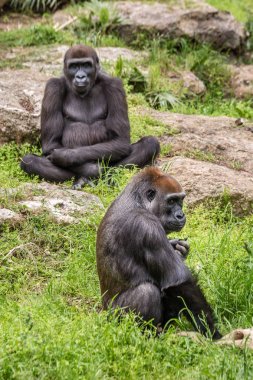 Vahşi Afrika hayvanları