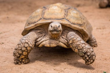 Vahşi Afrika hayvanları