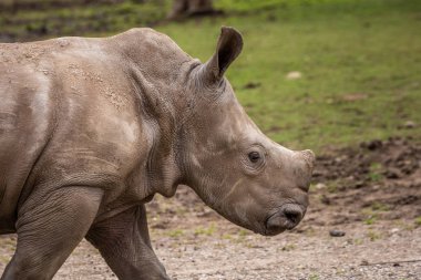 Vahşi Afrika hayvanları