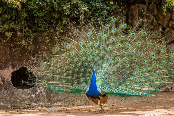 Afrikanische Wildtiere — Stockfoto