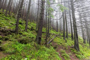 Günlük gezi Polonya
