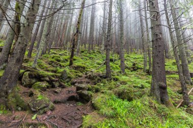 Günlük gezi Polonya