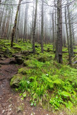Günlük gezi Polonya
