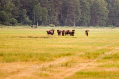 Avrupa bizonu Belarus