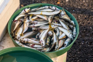 Avrupa gezisi İstanbul