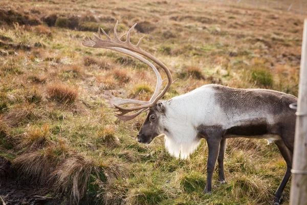 Herfst dag in Scotland-17. DNG — Stockfoto