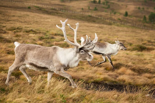 Herfst dag in Scotland-30. DNG — Stockfoto