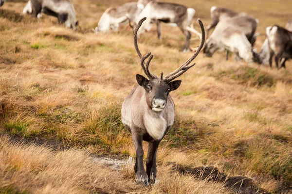 Herfst dag in Scotland-32. DNG — Stockfoto