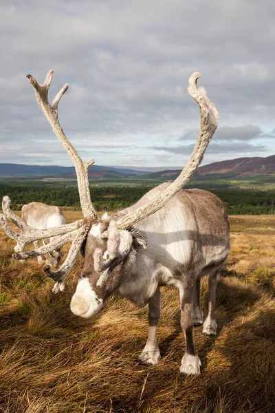 Herfst dag in Scotland-58. DNG — Stockfoto