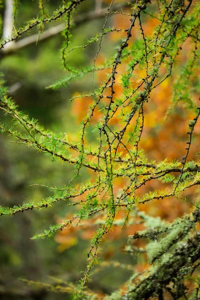 Herbsttag in Schottland-91.dng — Stockfoto