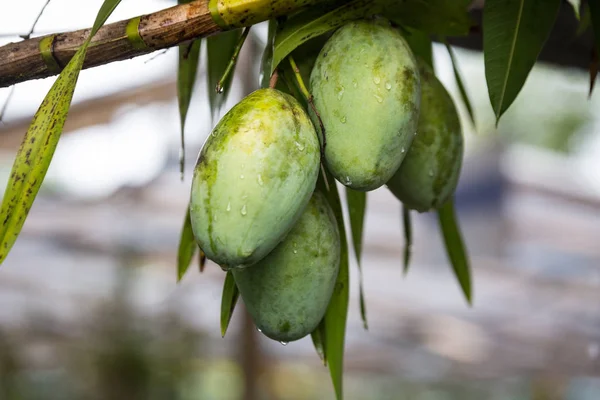 Fruit tree