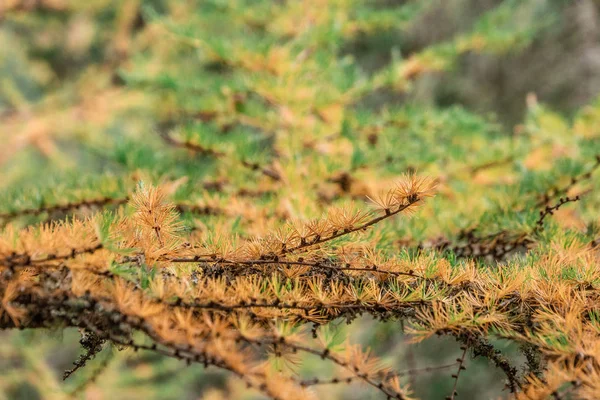 Bosque de otoño — Foto de Stock