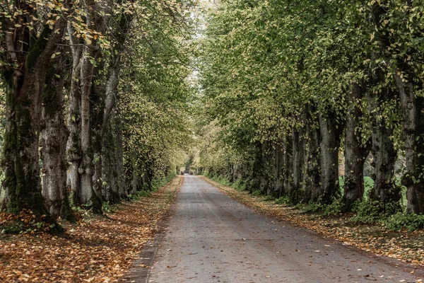 Дорога в лісі — стокове фото