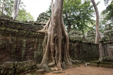 Angkor Wat, Siem Reap, Kamboçya 'daki büyük kökler ve tapınak kalıntıları..