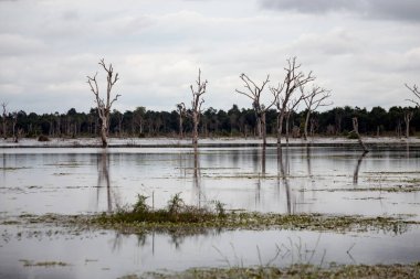 Kompleks Angkor Wat Bataklığı Siem Reap, Kamboçya 'da yaz günü.
