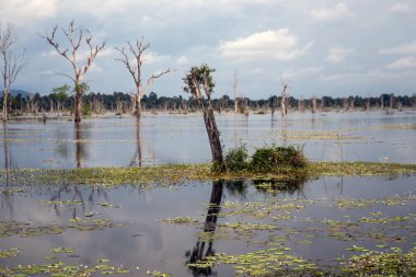 Kompleks Angkor Wat Bataklığı Siem Reap, Kamboçya 'da yaz günü.