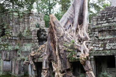 Angkor Wat, Siem Reap, Kamboçya 'daki tapınak harabelerinde kökleri var..